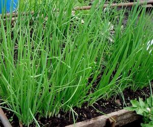 Описание и выращивание лука-батун
