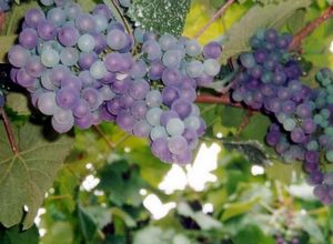 Описание кишмишных сортов винограда
