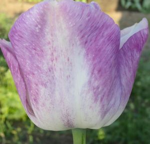 Описание классификации тюльпанов ( 1 -7 класс)
