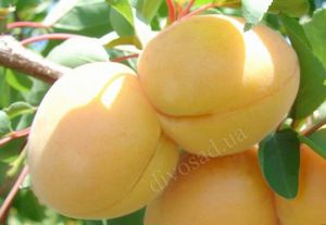 Описание ранних сортов абрикоса