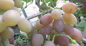 Описание сорта винограда талисман и связанные с ним селекционные работы