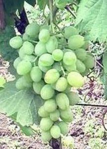 Описание сорта винограда восторг