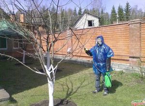 Опрыскивание деревьев весной - методы и результаты