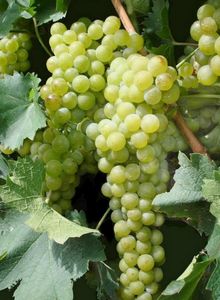 Опыт выращивания филлоксероустойчивых сортов винограда