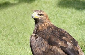 Орел беркут — птица необыкновенная, 17 фактов о жизни беркутов, фото, видео