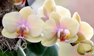 Орхидея сбрасывает цветы: почему и что делать?