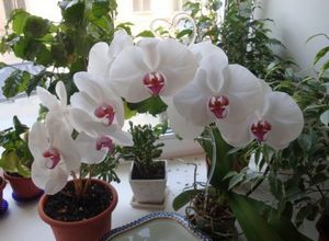 Основные моменты при уходе за орхидеей: уход после цветения