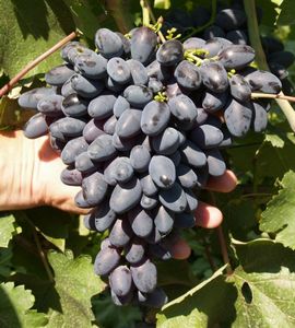 Особенности селекции винограда