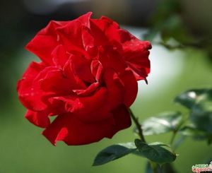 Особенности сорта розы сантана: уход за плетистыми розами