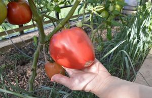 Особенности томата сорта «черный принц»: описание и нюансы выращивания