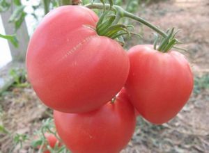 Особенности томата «воловье сердце»: описание сорта и способы выращивания