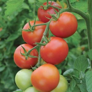 Особенности выращивания лежких (долгохранящихся) томатов и их храниение