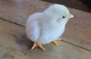 Отбор куриных яиц для инкубации: 10 факторов успеха