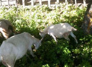 Паразитарные болезни коз. а еще про козу пучку и ее счастливую жизнь