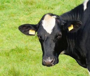 Парез у коров – необходимая процедура