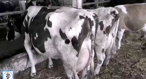Парез у коровы. болезни коров