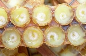 Пчелиное маточное молочко-полезные свойства
