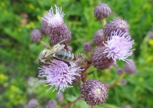 Пчелы ранней весной — что происходит в улье?
