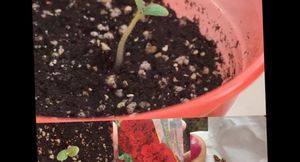 Пеларгония из семян – самый простой способ выращивания