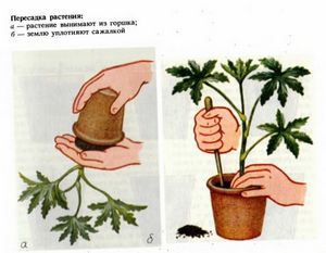Перевалка — щадящий способ пересадки растений