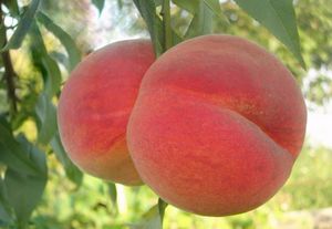 Персик сорта редхейвен – сладкий аромат жаркого лета