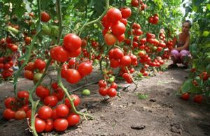Плодородная почва — залог урожая