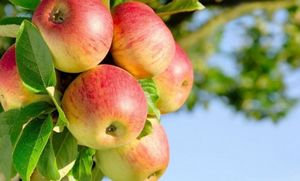 Почему яблоки гниют прямо на дереве: разбираемся в причинах и спасаем урожай