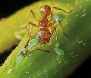 Почему муравьи оберегают тлей?