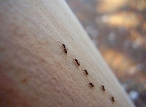 Почему нужно бороться с нашествием муравьев
