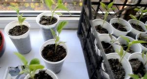Подготовка и проращивание семян баклажанов