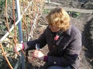 Подготовка и укрытие винограда на зиму