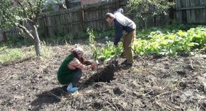 Подготовка почвы и посадка вишни