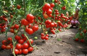 Подготовка участка под выращивание томатов