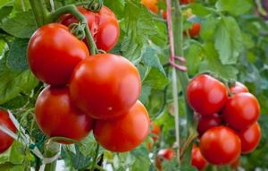 Подкормка и полив томатов