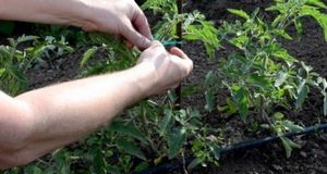 Подвязываем помидоры в открытом грунте правильно: сохраняем будущий урожай