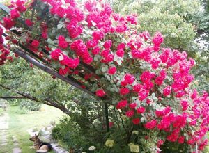 Посадка и уход за плетистой розой: как вырастить вьющийся розарий
