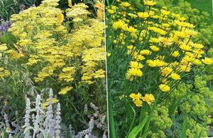 Поселите в саду солнце: растения с цветами и листьями желтого цвета