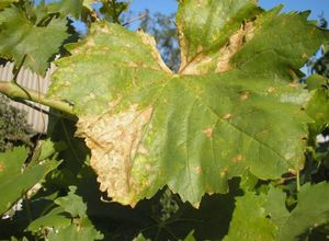 Последсвия недостатка почвенной влаги для винограда