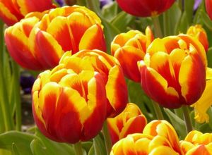 Правильная посадка луковиц тюльпанов осенью — 5 факторов успеха