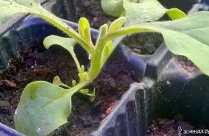 Правильное черенкование петуний, особенности ухода за молодыми растениями