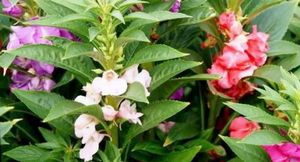 Прищипывание бальзамина: особенности и замедление вытягивания цветка