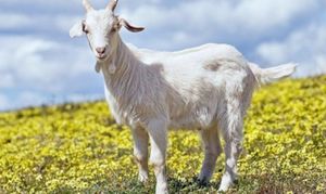 Профилактика и лечение болезней коз