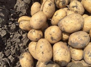 Ранний картофель: секреты выращивания