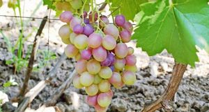Растрескивание винограда. причины и способы решения проблемы
