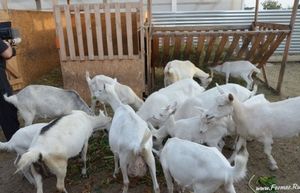 Разведение коз в домашних условиях, случка, содержание козла. наш опыт