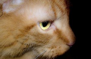 Рыжие коты — 5 интересных фактов, мифы, фото