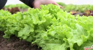 Салат кочанный — особенности выращивания
