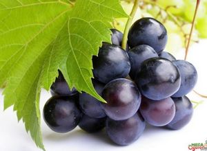 Самые вкусные столовые и винные сорта винограда