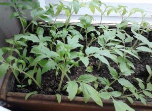 Секреты выращивание рассады томатов без пикировки и с пикировкой