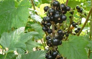 Секреты выращивания черной смородины: от посадки до ухода
